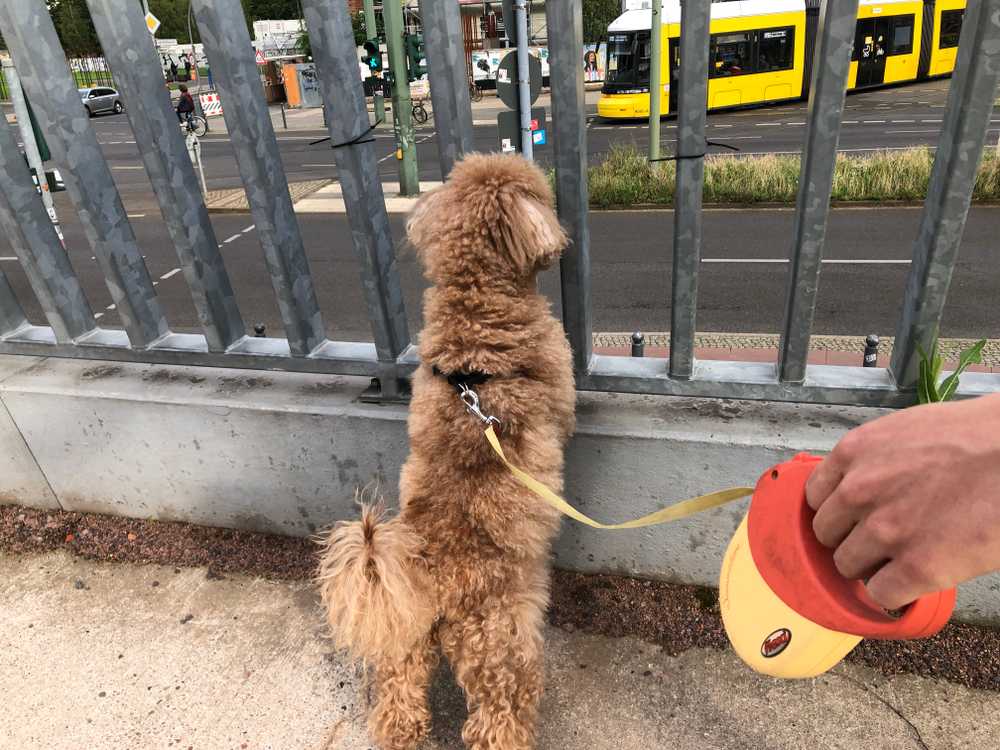 Our dog Brownie inspecting the area for dogs