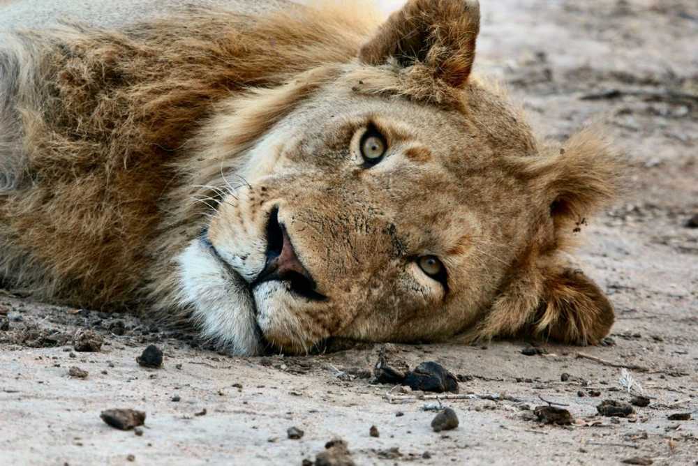 lion lying restlessly on the ground